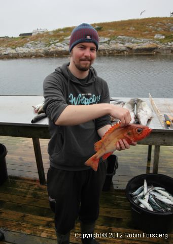 Fin fisk till höger, ful fisk till vänster
